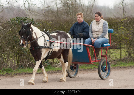 Leicestershire, UK. 22nd March 2016. Two ladies riding in their training cart being pulled through the Leicestershire countryside by a coloured pony during a pleasently warm morning despite the misty start to the day Credit:  Jim Harrison/Alamy Live News Stock Photo