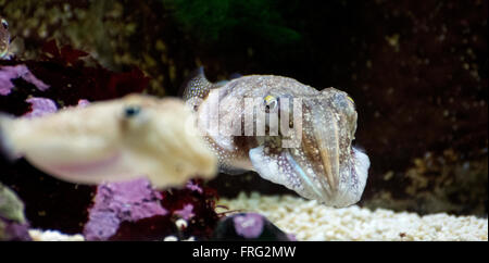 Gijon, Spain. 22nd March, 2016. European Common Cuttlefish (Sepia Officinalis) at Aquarium of Gijon World Water Day on March 22, 2016 in Gijon, Spain. Credit:  David Gato/Alamy Live News Stock Photo