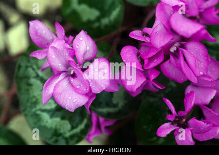 Cyclamen coum, the eastern sowbread, dark pink flower Stock Photo