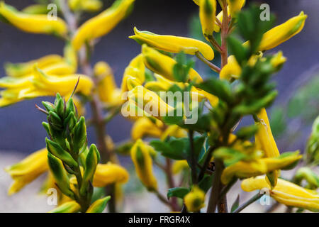 Corydalis wilsonii, yellow flowering Stock Photo