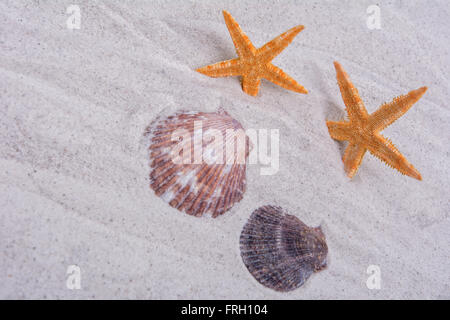 Orange starfishes and two shells on a grey sand background Stock Photo