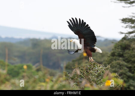 African fish eagle flying in lake naivasha, kenya Stock Photo