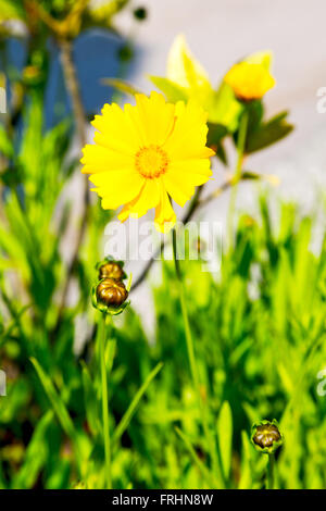 dasy in italy yellow flower field nature and spring Stock Photo