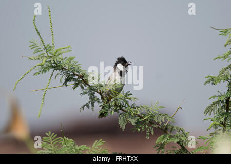 White-eared bulbul on a branch. Scientifical name Pycnonotus leucotis Stock Photo
