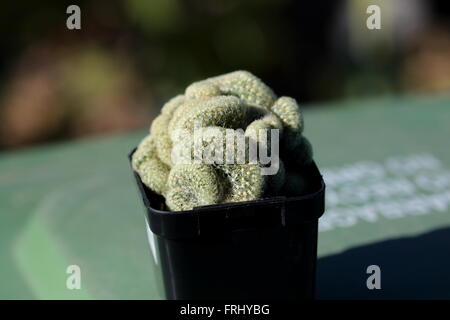 Mammillaria elongata cristata  or known as Brain Cactus Stock Photo