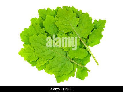 Mustard leaves also called White Mustard, Sinapis Alba, Brassica Alba or Brassica Hirta and used as a culinary ingredient. Stock Photo