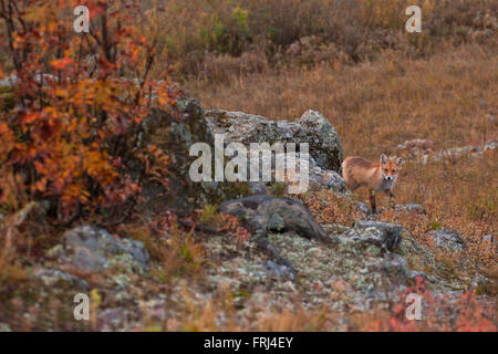 Red fox in taiga Stock Photo