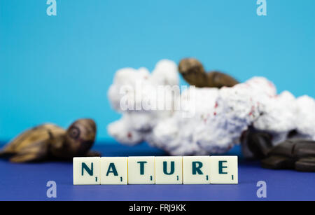 Wooden turtle figurines with coral on blue background Stock Photo