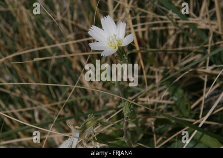 Rare Super Bloom 2016 Death Valley National Park Stock Photo - Alamy