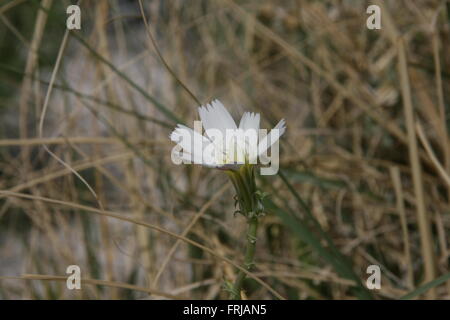 Rare Super Bloom 2016 Death Valley National Park Stock Photo - Alamy