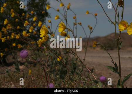 Rare Wild Flower Super Bloom Death Valley 2016 Stock Photo - Alamy