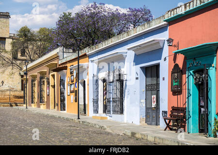 colorful row of upscale shop fronts on Calle 5 de Mayo with splendid blue blooming Jacaranda tree visible beyond against sky Stock Photo