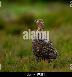 Male Red Grouse (Lagopus scotica) Stock Photo