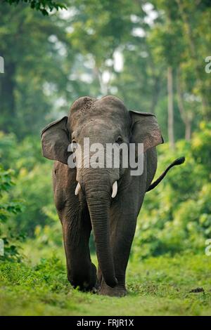 indian elephant Stock Photo