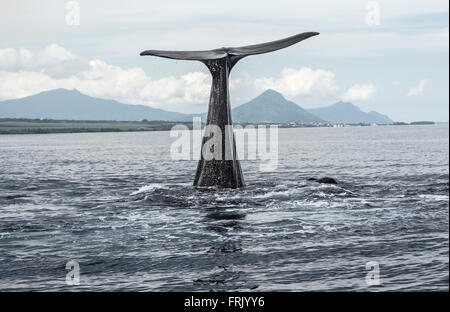 Whale watching, Mauritius Stock Photo