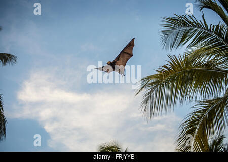 Mauritius bat Stock Photo
