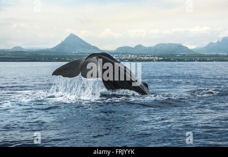 Whale watching, Mauritius Stock Photo