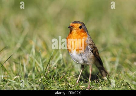 European Robin (Erithacus rubecula) sitting on the lawn in the garden. Stock Photo