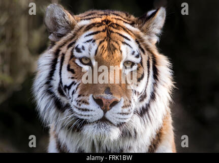 Female Amur tiger looking towards camera Stock Photo