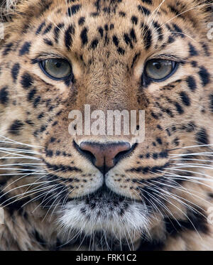 Female Amur leopard (extreme close-up) Stock Photo