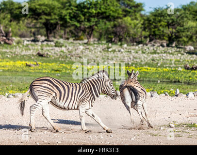 Two wild Burchell's Zebras, Equus quagga burchellii, chasing; Etosha National Park, Namibia, southern Africa. Stock Photo