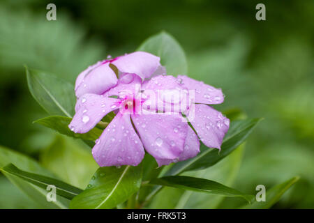 Droplet on pink periwinkle flower against a natural background, Catharanthus roseus G. Don. Stock Photo