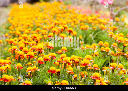 Marigold yellow color in many flowers plant. selective focus