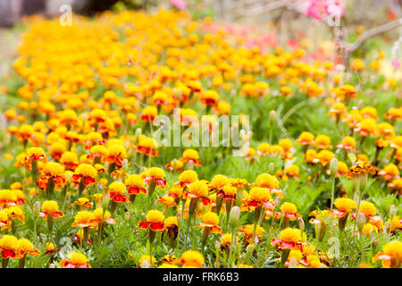 Marigold yellow color in many flowers plant. selective focus