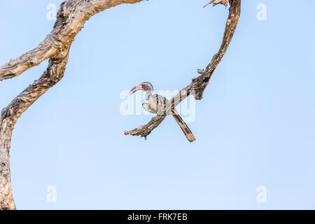 Northern red-billed hornbill (Tokus erythrorhynchus) perched on a branch against a blue sky, Okavango Delta, Kalahari, Botswana, Africa Stock Photo