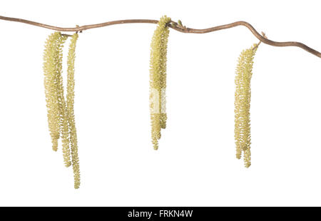 Hazel branch with catkins isolated on white (Corylus avellana) Stock Photo