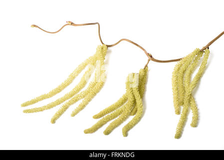 Hazel branch with catkins isolated on white (Corylus avellana) Stock Photo