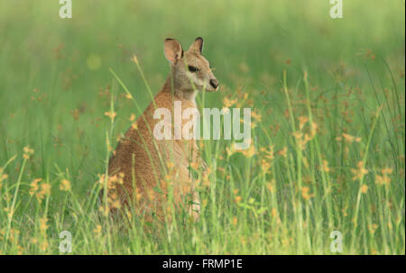 An Australian female Agile Wallaby - Macropus agilis - also known as a river wallaby, sand wallaby or grass wallaby, feeding in Stock Photo