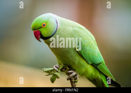 Ring-necked Parakeet or Rose-ringed Parakeet Psittacula krameri on pear tree Stock Photo