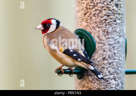 Goldfinch European Carduelis carduelis perched on garden feeder Stock Photo