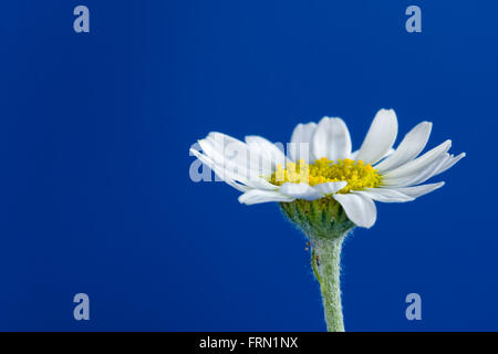 Corn Chamomile Anthemis arvensis flower photographed in studio Stock Photo