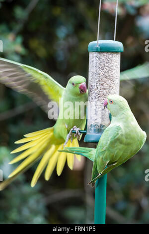 Family of Ring-necked Parakeet, Rose-ringed Parakeet Psittacula krameri in domestic garden on bird feeders Stock Photo