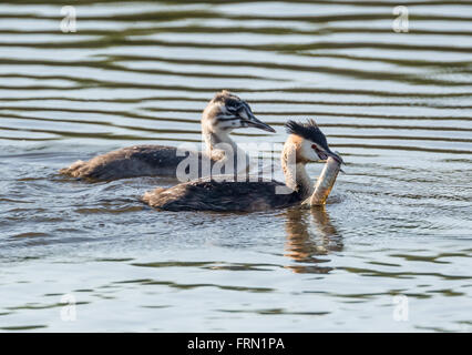 Adult Great Crested Grebe Podiceps cristatus teaching this year’s fledgling how to deal with live fish Stock Photo