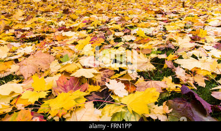 Sugar or Rock maple Acer saccharum leaves in Autumn on ground Stock Photo