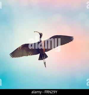 Glossy Ibis in Flight Against a Blue Sky Stock Photo