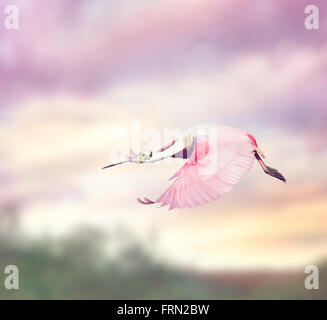 Roseate Spoonbill (Platalea ajaja) in Flight Stock Photo