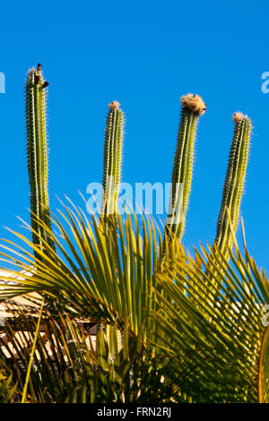 Spanien, Teneriffa, Kaktusgewächs Stock Photo