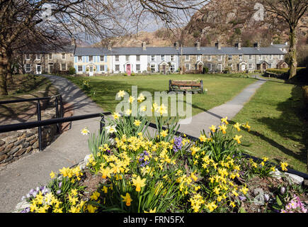 Daffodils flowering and traditional old Welsh cottages on village green in spring in Snowdonia National Park (Eryri). Beddgelert Gwynedd Wales UK Stock Photo