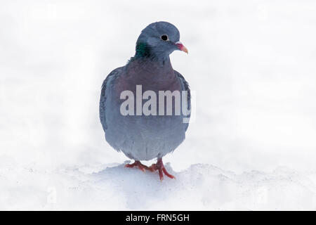 Stock dove (Columba oenas) in the snow in winter Stock Photo