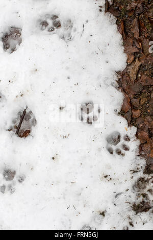 Footprints of Eurasian lynx (Lynx lynx) in melting snow in winter / spring Stock Photo