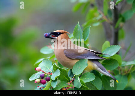 Cedar waxwing (Bombycilla cedrorum) perched in bush eating berries, native of North and Central America Stock Photo