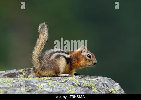 Golden-mantled ground squirrel (Callospermophilus lateralis) on rock, native to western North America Stock Photo