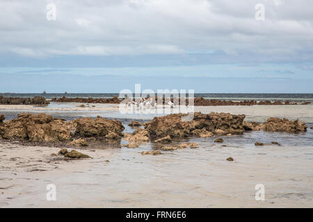 group of pelicans standing between rocks in shallow beach water, Gulf St Vincent, South Australia Stock Photo