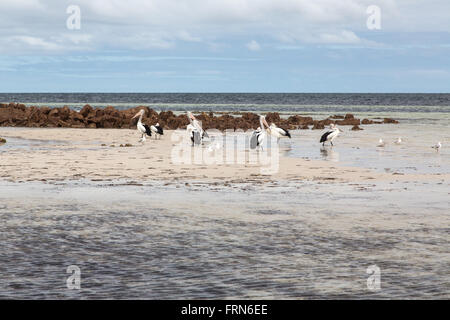 group of pelicans and other seabird standing in shallow beach water, Gulf St Vincent, South Australia Stock Photo