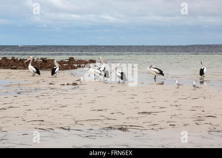 group of pelicans and other seabird in shallow beach water, Gulf St Vincent, South Australia Stock Photo