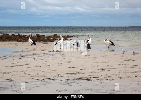 group of pelicans and other seabirds in shallow beach water, Gulf St Vincent, South Australia Stock Photo